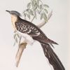 Great Spotted Cuckoo 