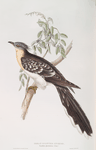 Great Spotted Cuckoo 