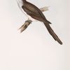 American Cuckoo 