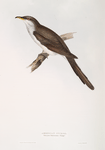 American Cuckoo 
