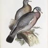Wood Pigeon 
