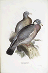 Wood Pigeon 