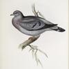 Stock Dove 