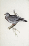 Stock Dove 