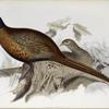 Common Pheasant 