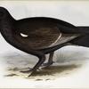 Hybrid Grouse 