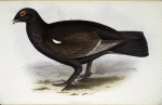 Hybrid Grouse 