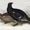 Black Grouse 