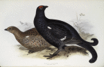 Black Grouse 