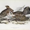 Hazel Grouse, or Gelinotte 