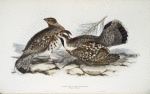 Hazel Grouse, or Gelinotte 