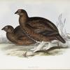 Red Grouse 