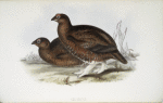 Red Grouse 
