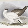 Common Ptarmigan