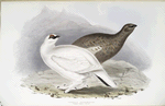Common Ptarmigan