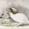 Willow Ptarmigan 