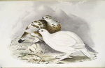 Willow Ptarmigan 
