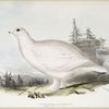 Short-toed Ptarmigan 