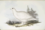 Short-toed Ptarmigan 