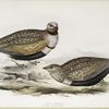 Sand Grouse 