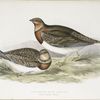 Pin-tailed Sand Grouse 