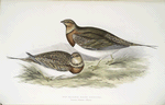 Pin-tailed Sand Grouse 