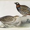 European Francolin 
