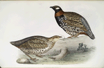 European Francolin 