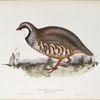 Red-legged Partridge 