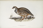 Red-legged Partridge 