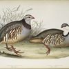 Barbary Partridge; Greek Partridge 