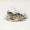 Quail 