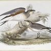 Collared Pratincole 