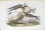 Collared Pratincole 
