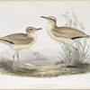 Cream- coloured Courser 