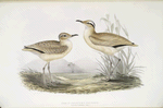 Cream- coloured Courser 