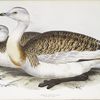 Great Bustard 