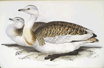 Great Bustard 