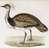 Ruffed Bustard 