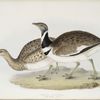 Little Bustard 