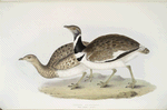Little Bustard 