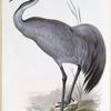 Common Crane 