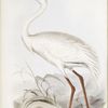 White Crane 