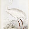 White Crane 