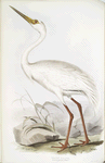 White Crane 