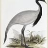 Numidian Demoiselle 