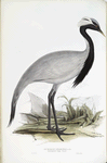 Numidian Demoiselle 