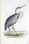 Common Heron