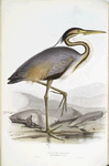 Purple Heron 