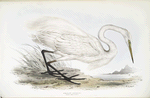 Great Egret 